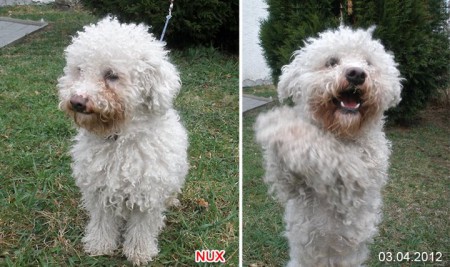 Bichon ČR